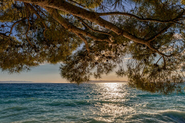 Beautiful adriatic sunset scenery under pine tree. Sea view with horizon, colorful twilight sky, calmness and relaxation. Inspirational sunset in Tucepi, Croatia