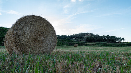 Balas de paja en campo cosechado