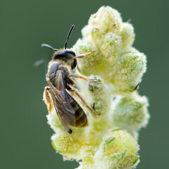 Insecto libando