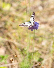 Mariposa en la flor