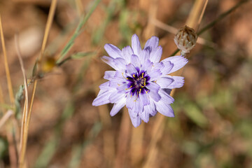 Mariposa en la flor