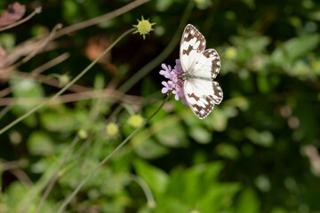 Mariposa en la flor