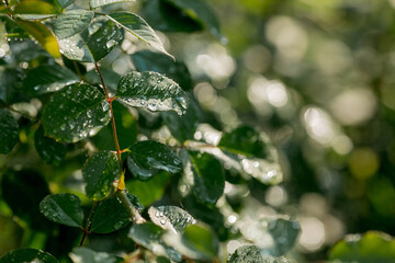Raindrops on the leaves of a rose in a summer garden. Beautiful natural green background. Natural texture.