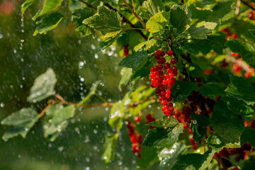 Useful ripe red currant berries ripen on a bush in a summer garden. Organic bunch of vitamins with fresh green leaves in the rain.