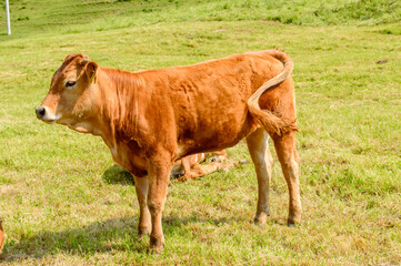 Beautiful little calf in green grass. Farm in Olimje, Slovenia.