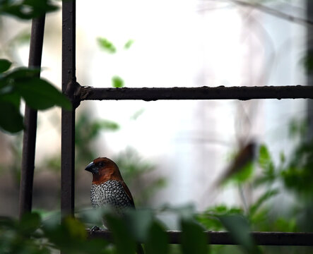 Munia in Balcony