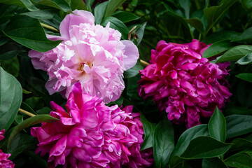 A bud of pink blossoming peony flower. Isolated flower on the black background with clipping path without shadows. For design. Nature.