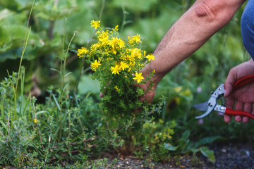 Man  harvesting medicinal herb St. John's wort with gardening tools in field. Summertime. Herb...