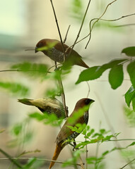 Three munia on jasmine plant