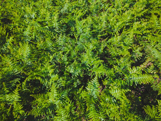 Green leaves of fern fronds. Background of wild green fern blooming in Summer. Top view