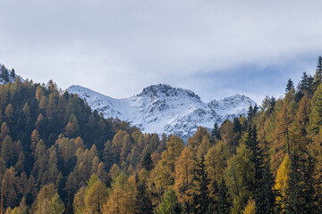 Obraz premium Hersbt Lärche