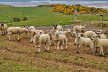 Fototapeta premium Sheep
