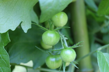 Green unripe cherry tomatoes growing on a plant in a garden on a sunny day