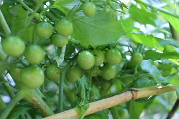 Green unripe cherry tomatoes growing on a plant in a garden on a sunny day