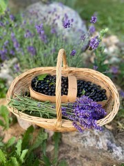 Portrait of a basket with a bouquet of lavender and black currant on a background of stones and flowering lavender.