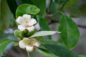 beauty fresh perfume flower tree or trai tichlan white two blooming and buds with green leaves in garden home.