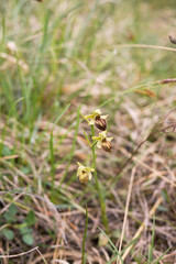 Ophrys sphegodes brown inflorescence