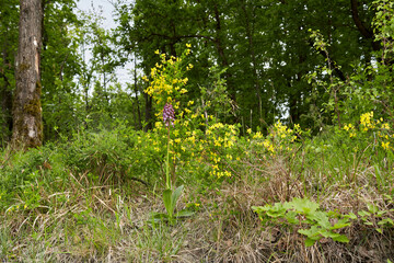 Orchis purpurea