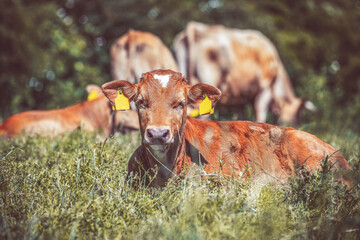 Portrait of a brown calf cow on a meadow