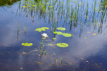 water lilies on the pond of moore state park,