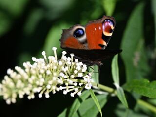 Tagpfauenauge auf Sommerflieder