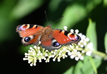 Tagpfauenauge auf Sommerflieder