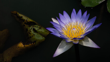 Honey bees pollinate the pink lotus.