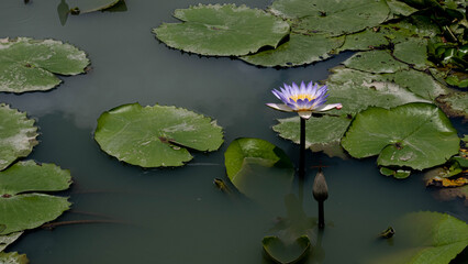 The purple lotus has yellow petals. - obrazy, fototapety, plakaty
