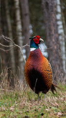 pheasant in the forest
