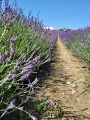 lavender field in region