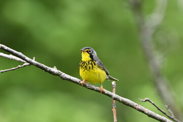 Canada Warbler bird sits perched on a branch