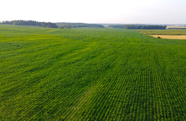 Aerial view of suburban fields and meadows summer