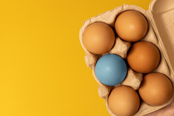 Brown chicken eggs in cardboard box and and one blue dyed egg on yellow background, top view.