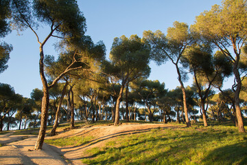 Pine Trees in Dehesa de la Villa Park, Madrid