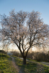 Fototapeta na wymiar Blacklit Almond Tree in Blossom, Dehesa de la Villa Park, Madrid