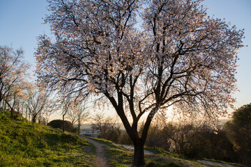 Fototapeta na wymiar Almond Tree Blossom, Dehesa de la Villa Park, Madrid