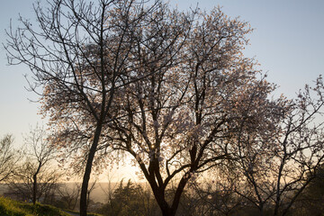 Fototapeta na wymiar Backlight Almond Tree in Blossom, Dehesa de la Villa Park, Madrid