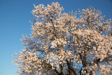 Closeup of Almond Tree Blossom, Dehesa de la Villa Park, Madrid
