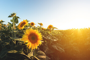 Blooming sunflowers. Large agricultural field of sunflowers at sunset © Taras Rudenko