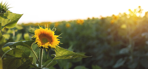 Blooming sunflowers. Large agricultural field of sunflowers at sunset