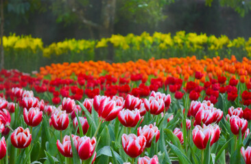 Obraz premium Rows of beautiful pink and white tulips with red and orange tulips in the faded background. Space for free text at the top
