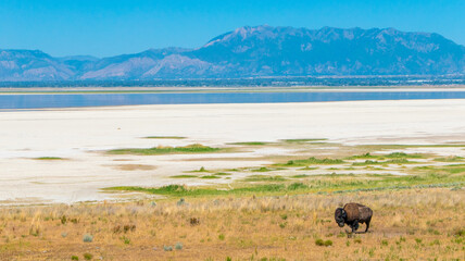 antelope island bison © Brandon