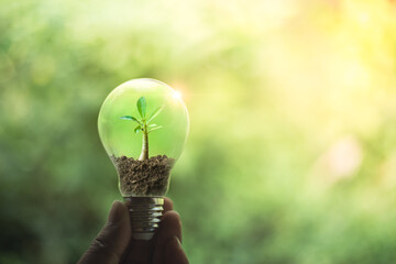 Hand holding a light bulb with growth of tree inside. Creative ideas for save energy concept or global warming with natural bokeh light