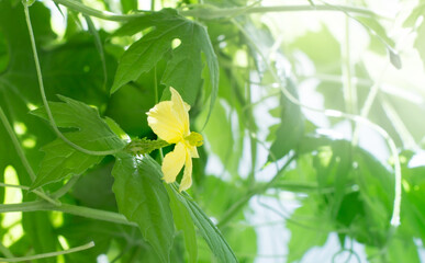 Yellow flowers of momordica charantia, known as bitter melon, bitter pumpkin.