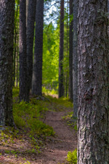 Fototapeta na wymiar Trees along the forest path