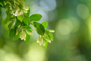 Green leaf for nature on blurred background.