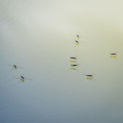 Group of water striders on a lake