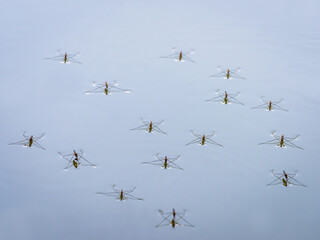 Group of water striders on a lake