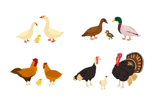 Cute cartoon duck, goose, chicken, rooster, turkey, chicken, gosling. Vector hand drawn illustration on white background