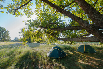 two tourist tent stands under a huge oak tree with the sunbeams shining through the leaves . travel wild in nature